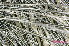 Dry Shampoo Powder 1